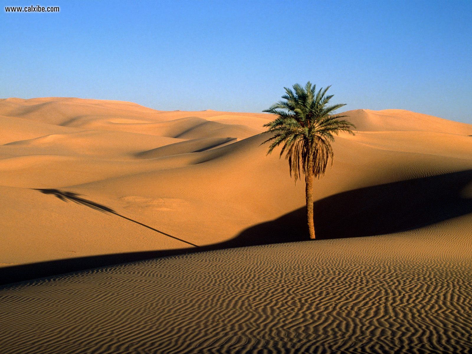 1600x1200 Nature Lone Palm Sahara Desert, Picture Nr. 17413 - Sahara Desert Painting