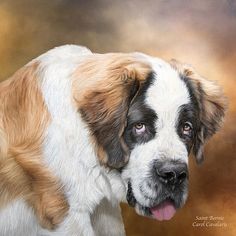 236x236 Colorful Saint Bernard Dog Painting By Svetlana Novikova, It Was - Saint Bernard Painting