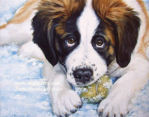 500x394 Winter Saint Bernard, Pet Portrait In Oil This Is An Oil - Saint Bernard Painting