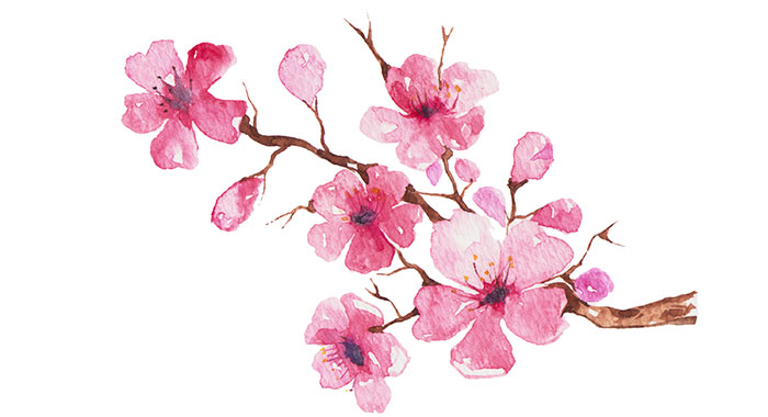700x380 Japans Cherry Blossoms Destinology - Sakura Flower Painting