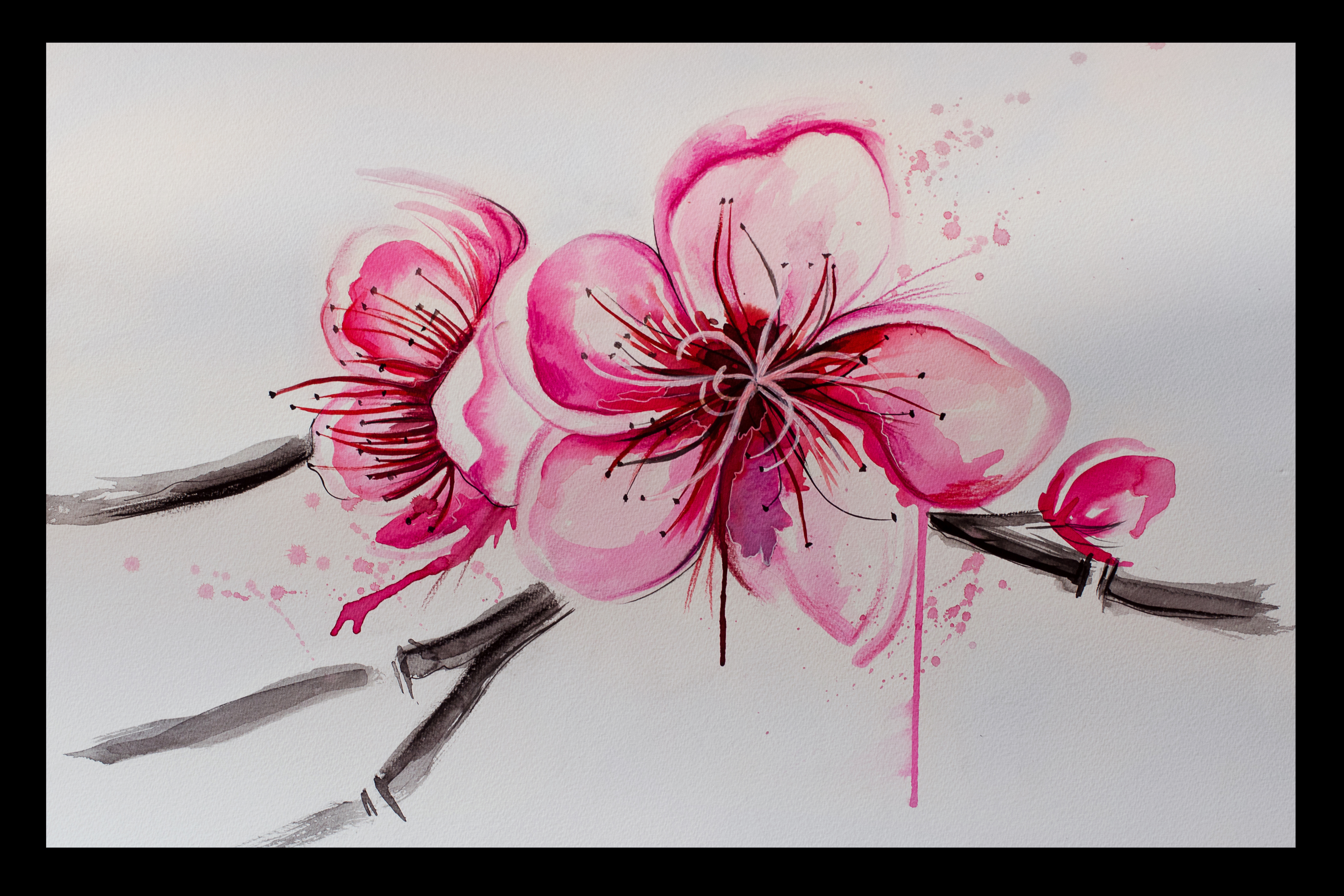4672x3116 Sakura Flowers By Lemosart - Sakura Flower Painting
