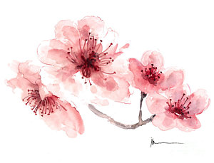 300x229 Cherry Blossom Fragrance Watercolor Art Print Painting Painting By - Sakura Painting