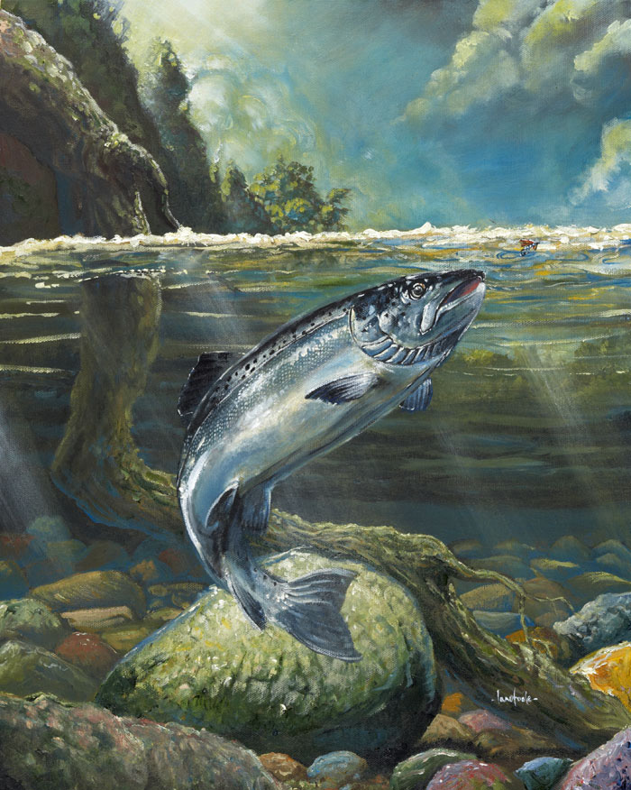 700x876 Ian O'Toole Specialist In Graphic Design, Illustration - Salmon Painting