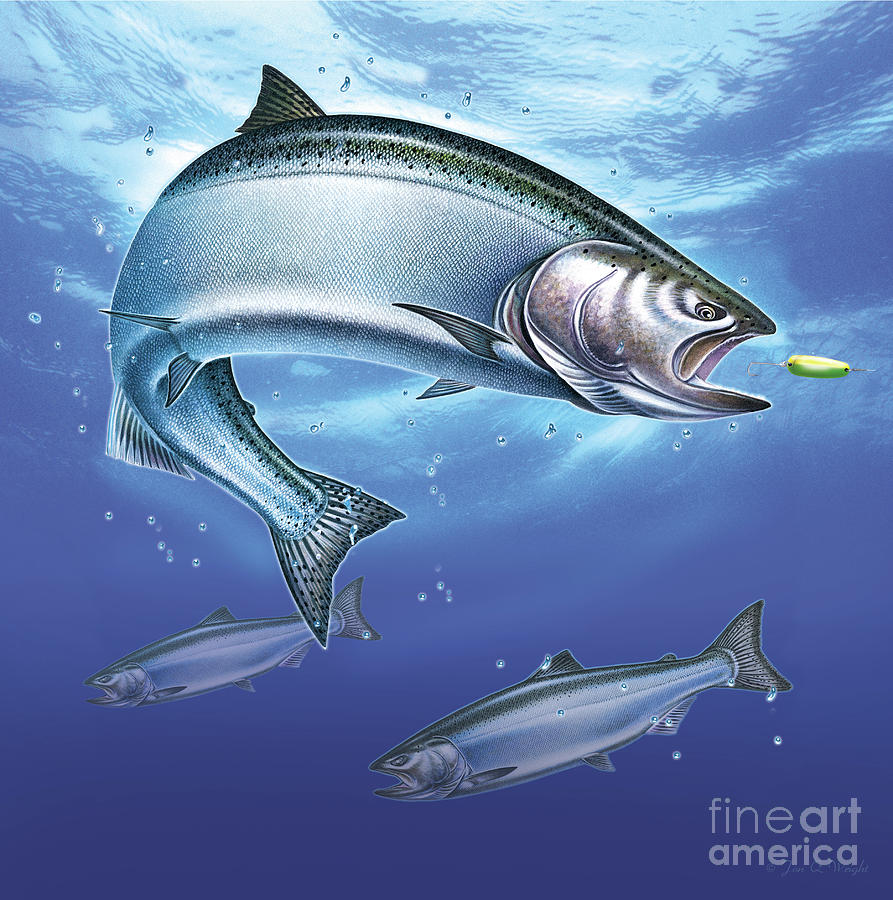 893x900 Salmon Painting Painting By Jon Wright - Salmon Painting