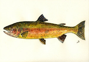 300x210 Salmon Paintings Fine Art America - Salmon Painting