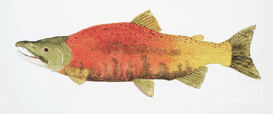 900x377 Study Of A Male Kokanee Salmon In Spawning Brilliance Painting By - Salmon Painting