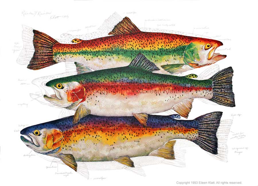900x650 The Art Of Eileen Klatt New Fish, Old Favorites - Salmon Painting