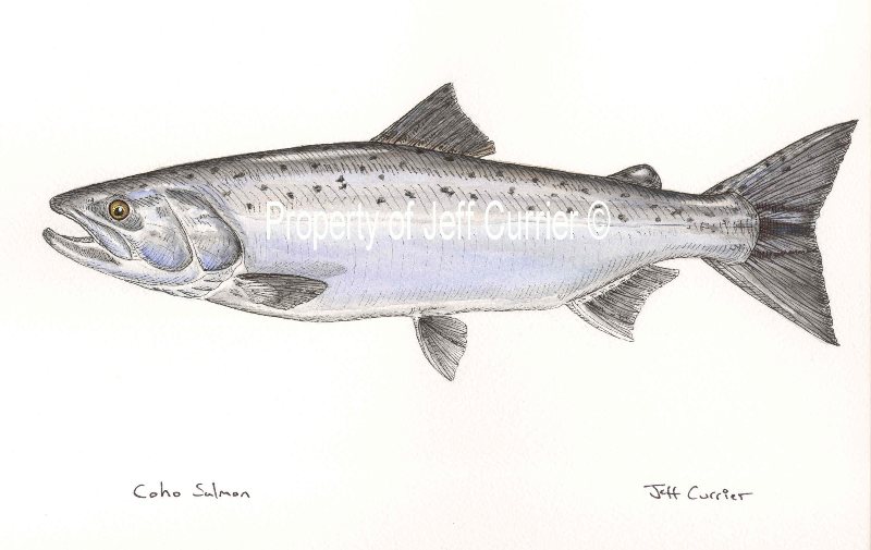 800x505 Trout, Salmon And Char Jeff Currier - Salmon Painting