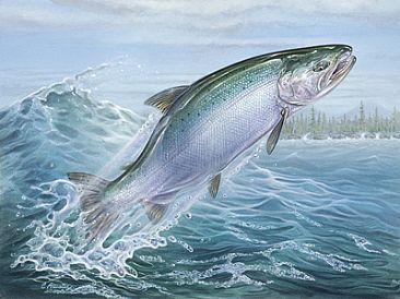 366x274 Coho Salmon - Salmon Painting