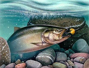 300x231 Coho Salmon Paintings Fine Art America - Salmon Painting