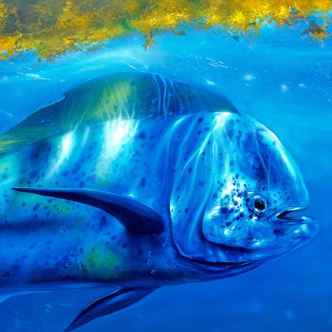 480x480 Saltwater Fish Paintings Marlin, Wahoo, Sailfish, Mahi - Saltwater Fish Painting