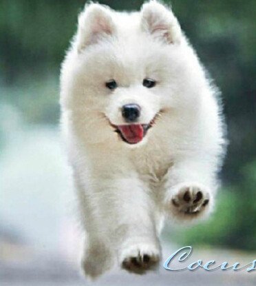 372x415 Coeus Diy Kit For Kids, Crystal Diamond Painting Cute - Samoyed Painting