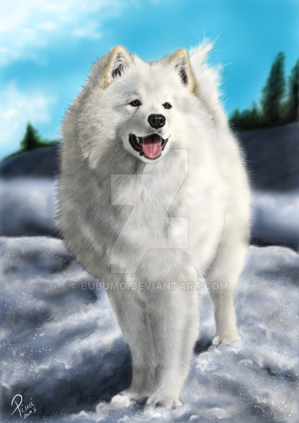 600x849 Samoyed Drawing By Bubumo - Samoyed Painting