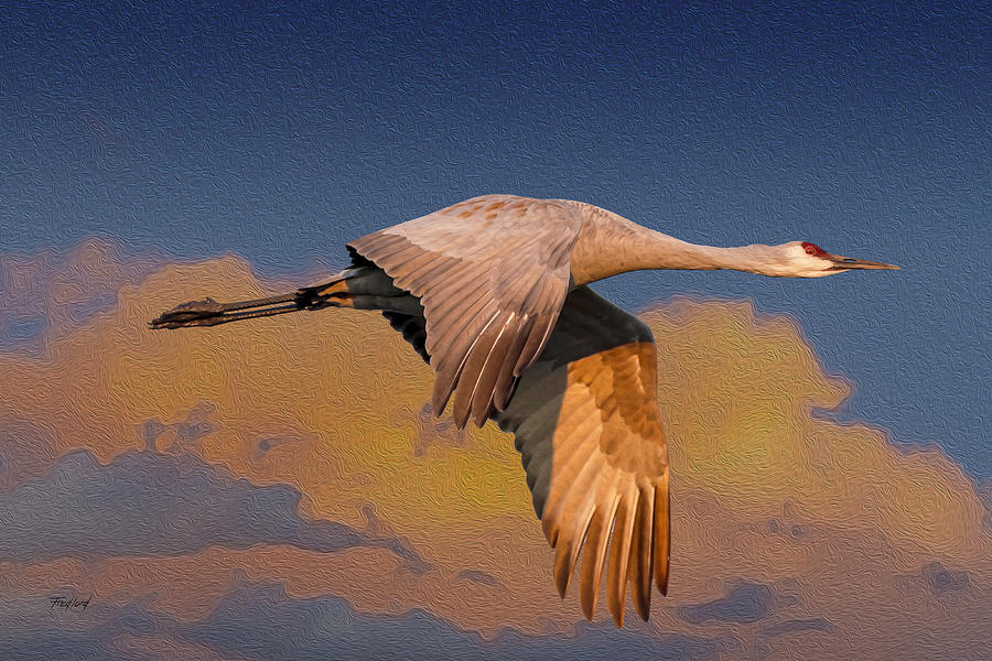 900x600 Sandhill Crane Against Vivid Sky Photo Art Photograph By Fred J Lord - Sandhill Crane Painting