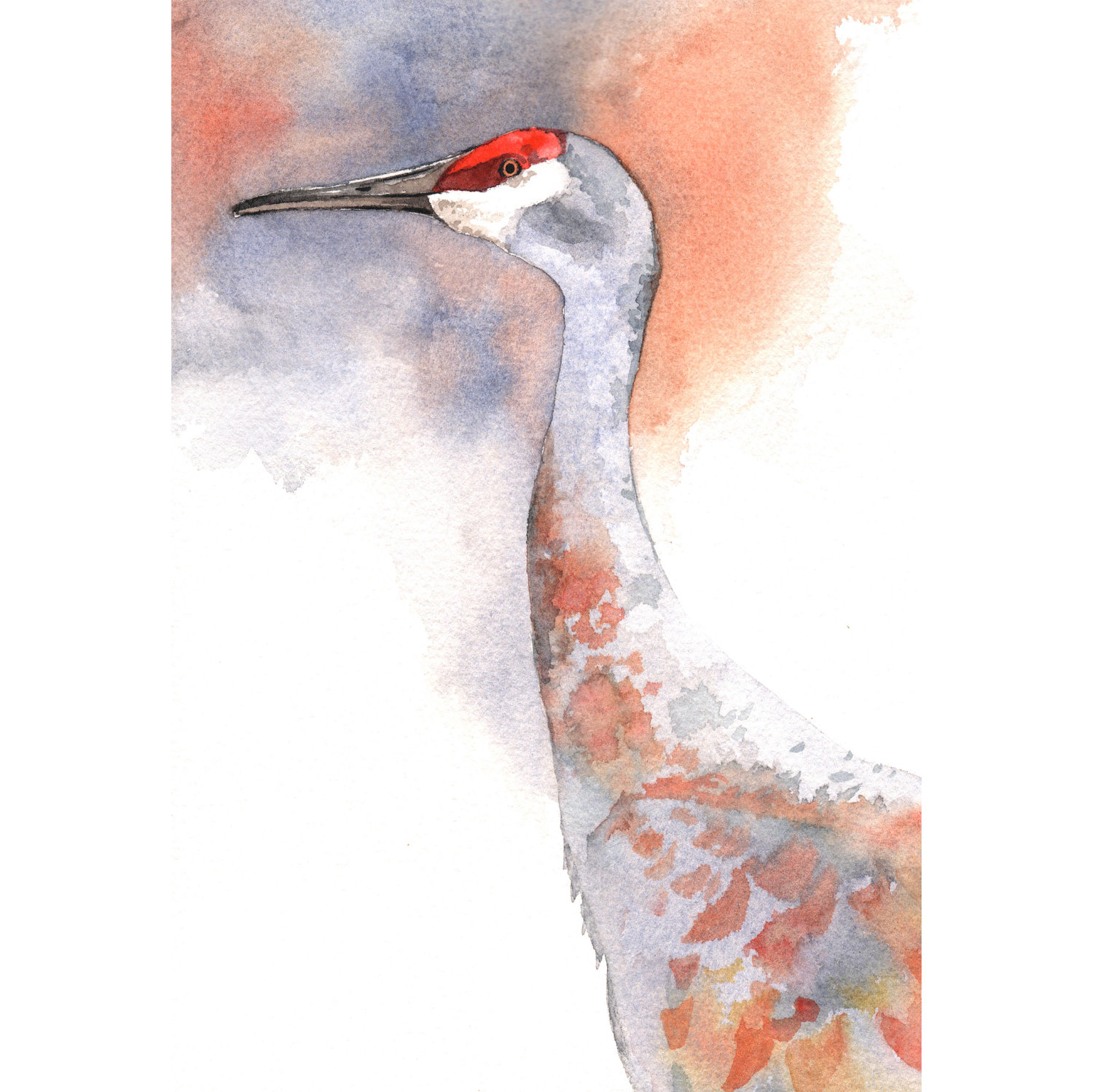 1500x1499 Sandhill Crane Painting Bird Art Print Of Watercolor - Sandhill Crane Painting