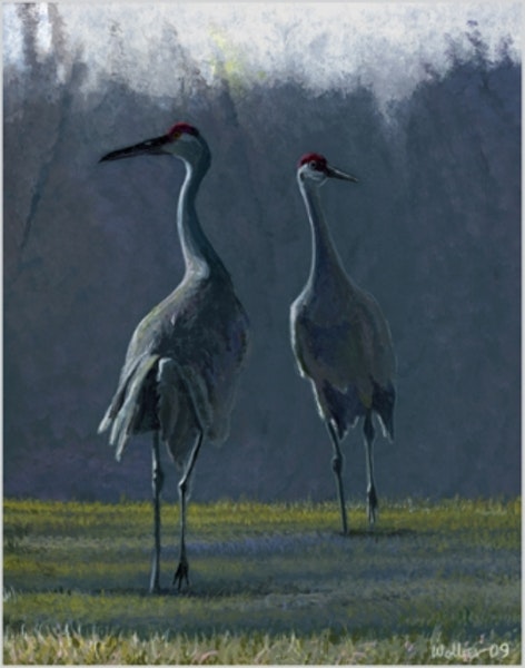 Sandhill Crane Painting at PaintingValley.com | Explore collection of ...