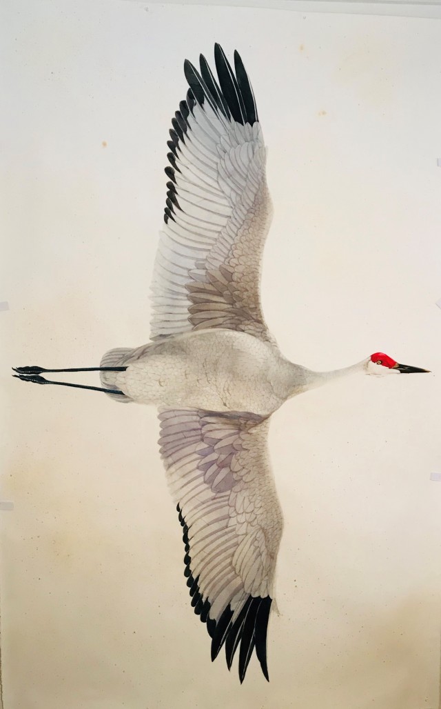 640x1028 Scott Kelley Artwork For Sale Scott Kelley Paintings Surovek - Sandhill Crane Painting