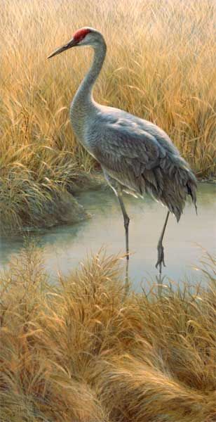 308x600 Painting By Joni Johnson Godsy. I Have Taken Dozens Photos - Sandhill Crane Painting