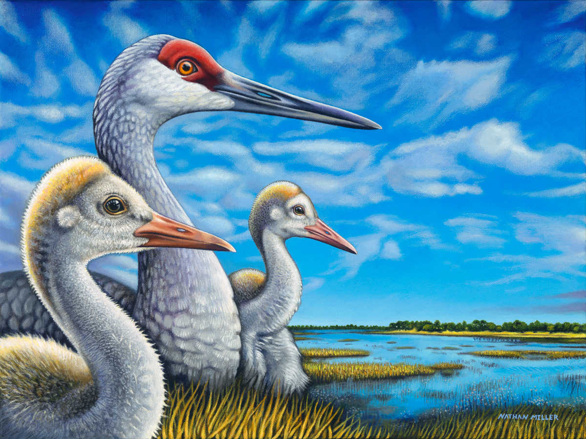 1200x900 Keeping Watch (Rolled Canvas Print) - Sandhill Crane Painting