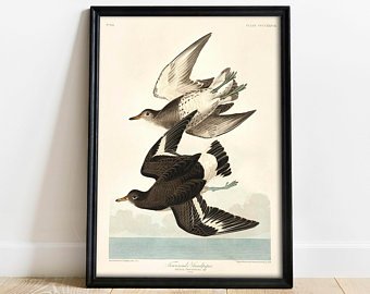 340x270 Sandpiper Painting Etsy - Sandpiper Painting