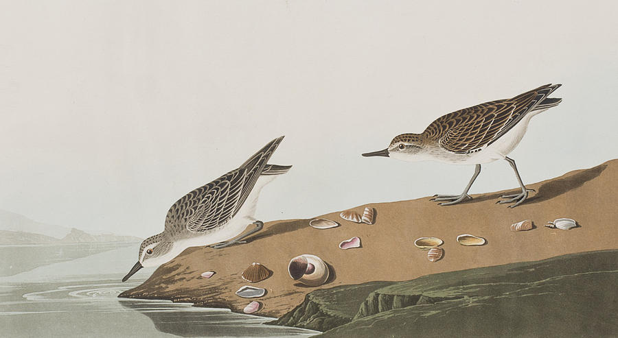 900x493 Semipalmated Sandpiper Painting By John James Audubon - Sandpiper Painting