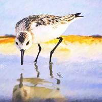 200x200 Stunning Sandpiper Painting Reproductions For Sale On Fine Art - Sandpiper Painting