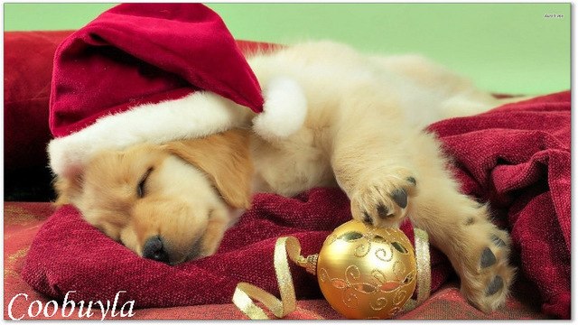 640x360 Top Quality Large Christmas Dog Oil Painting Golden Retriever - Santa Hat Painting