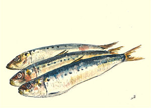 300x215 Sardines Paintings Fine Art America - Sardines Painting