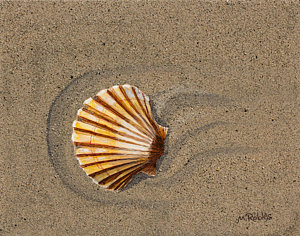 300x236 Scallop Shells Paintings - Scallop Shell Painting
