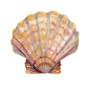 300x300 Scallop Shells Paintings Fine Art America - Scallop Shell Painting