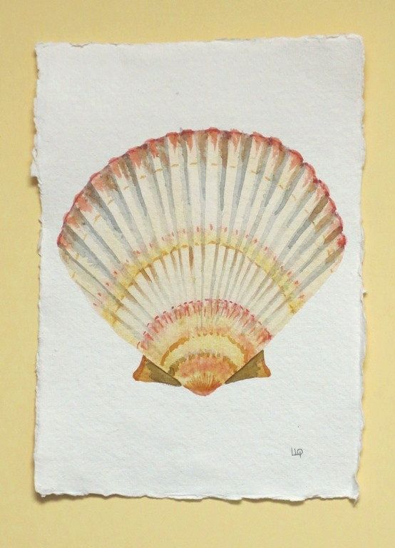 554x768 Sea Shell Original Watercolour Painting Illustration Scallop Clam - Scallop Shell Painting