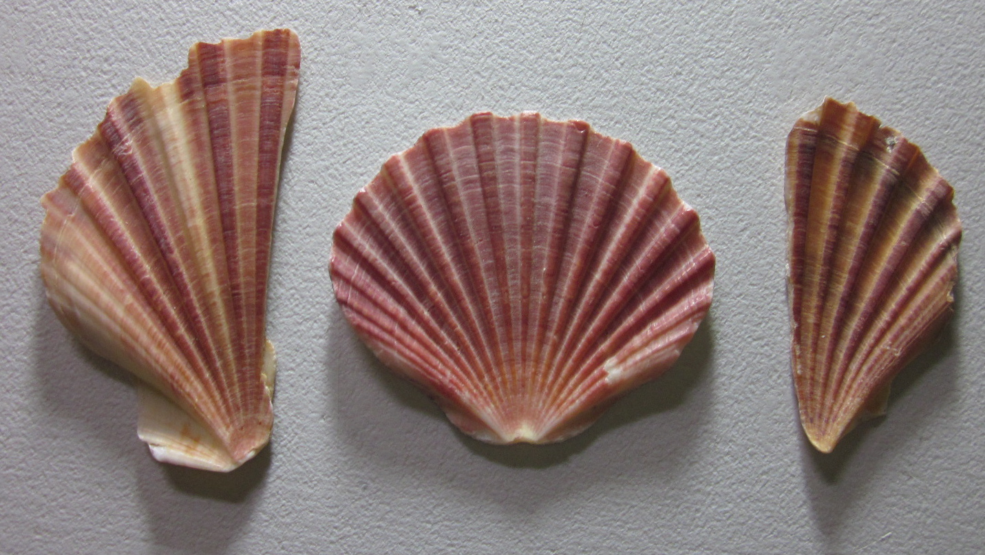 1431x806 Shell Paintings For The Exhibition Anne Lawson Art - Scallop Shell Painting