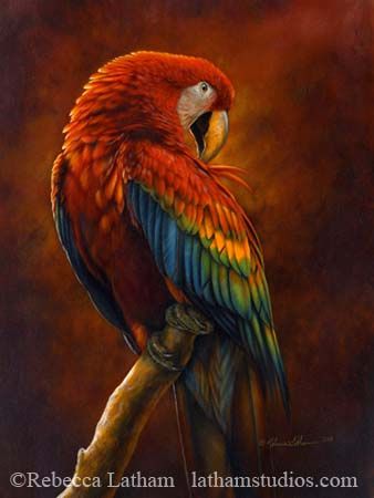 338x450 Scarlet Macaw Preening By Rebecca Latham - Scarlet Macaw Painting