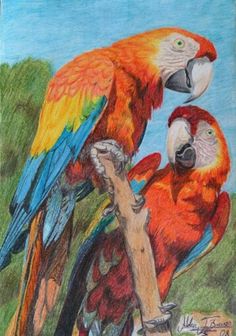 236x336 Scarlett Macaw Parrot Painting By Christy Freeman - Scarlet Macaw Painting