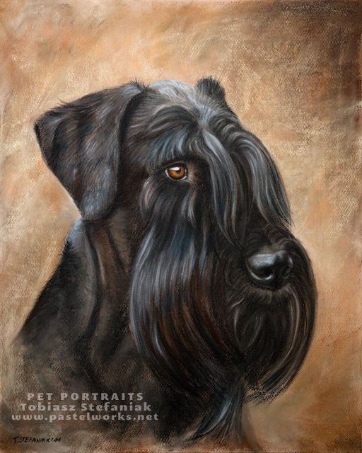 512x640 Giant Schnauzer Pet Portraits Amp Animal Art - Schnauzer Painting