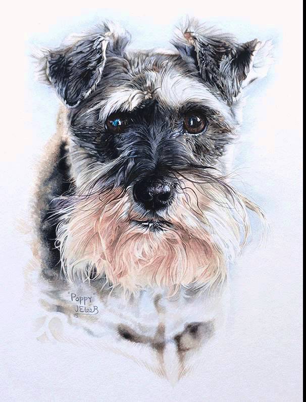 606x796 Mini Schnauzer Watercolour Painting - Schnauzer Painting