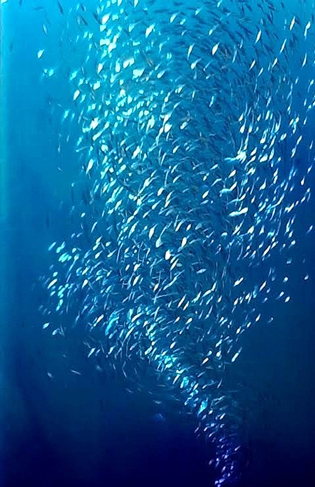 450x694 Abstract Painting School Of Fish - School Of Fish Painting
