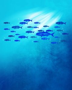 236x295 Blue Walleye Fish Original Fine Art By Powellartanddesign On Etsy - School Of Fish Painting