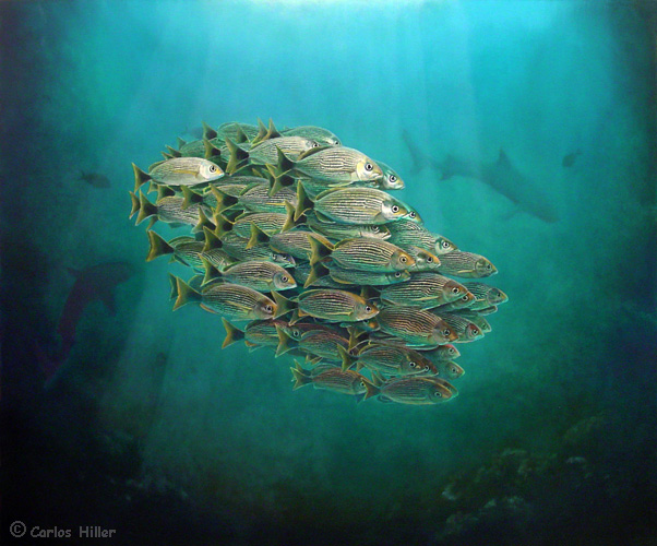 602x500 Carlos Hiller Scuba Diving Art - School Of Fish Painting