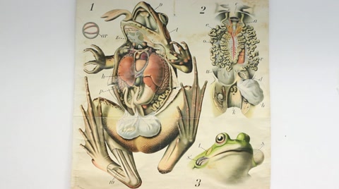 480x268 Stock Video Scientific Illustration Of A Frog ~ - Scientific Painting