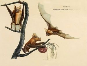 300x227 Timor Roundleaf Bat Scientific Drawing Painting Art Real Canvas - Scientific Painting