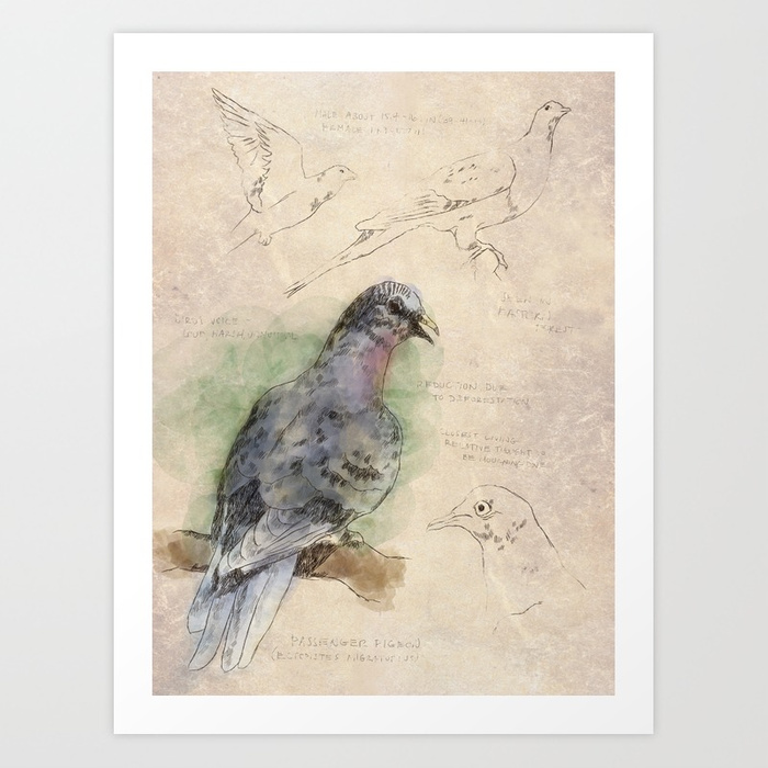 700x700 The Scientific Sketchbook Passenger Pigeon Art Print By - Scientific Painting