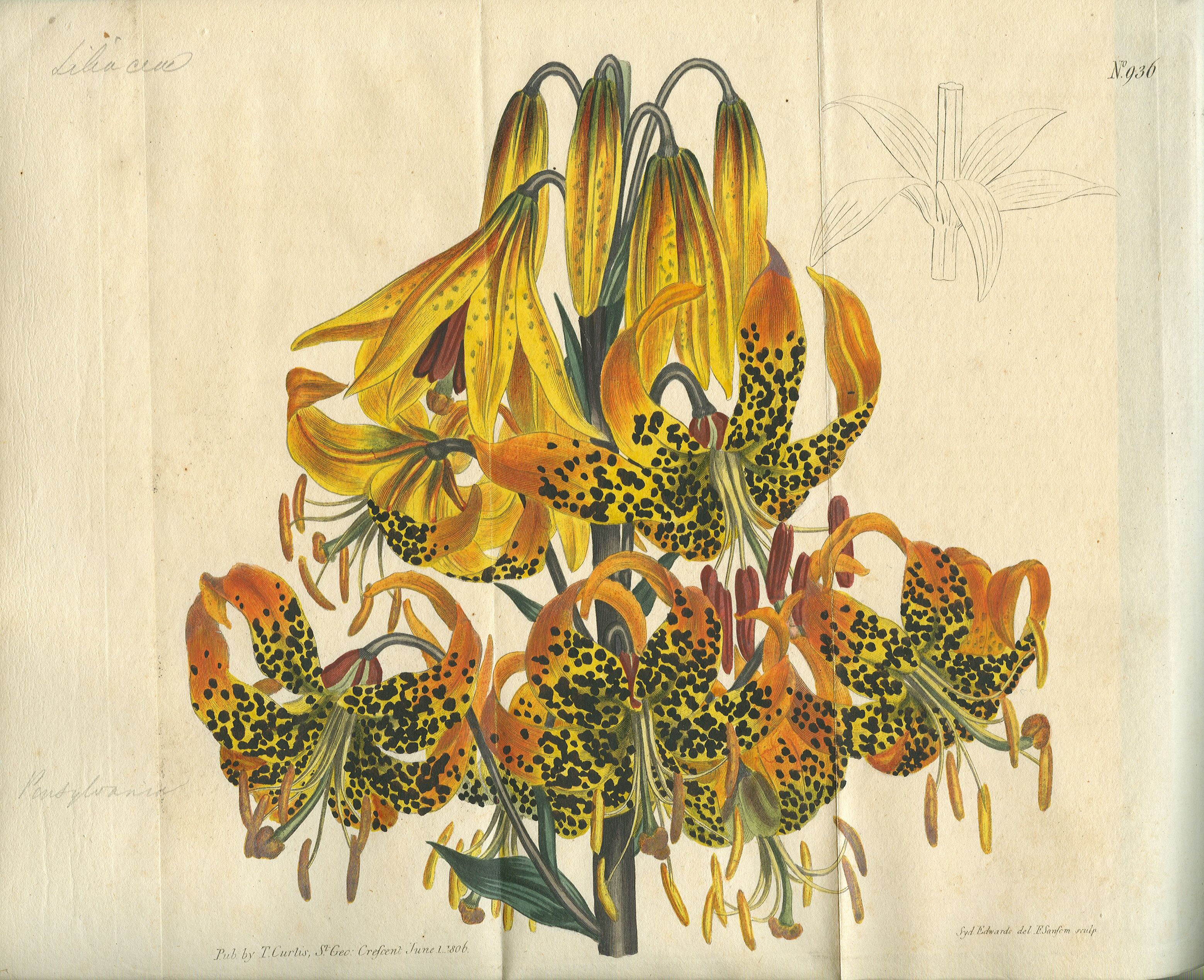 3116x2538 Scientific Illustration Plants - Scientific Painting