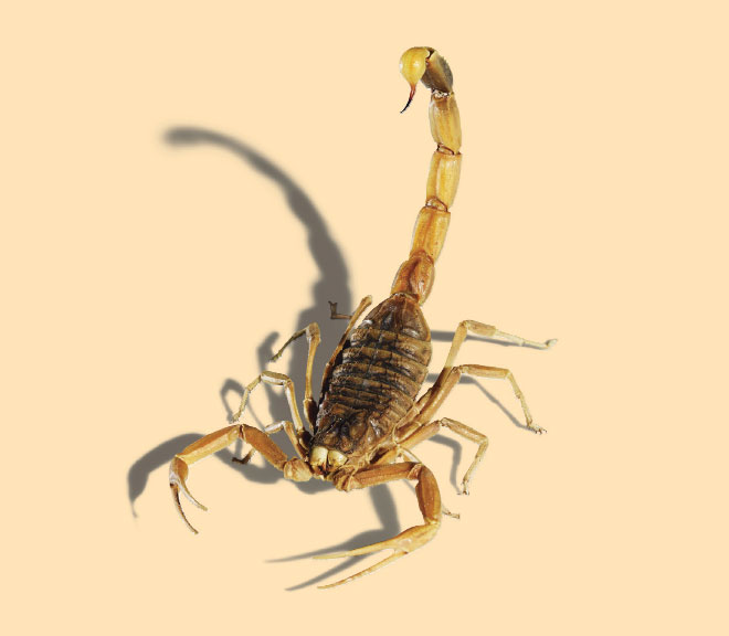 660x576 One Doctor's Quest To Save People By Injecting Them With Scorpion - Scorpion Painting