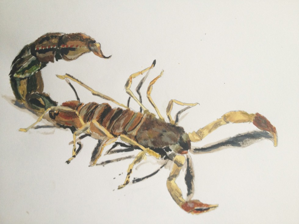 980x735 Quick Scorpion Painting David Gorman - Scorpion Painting