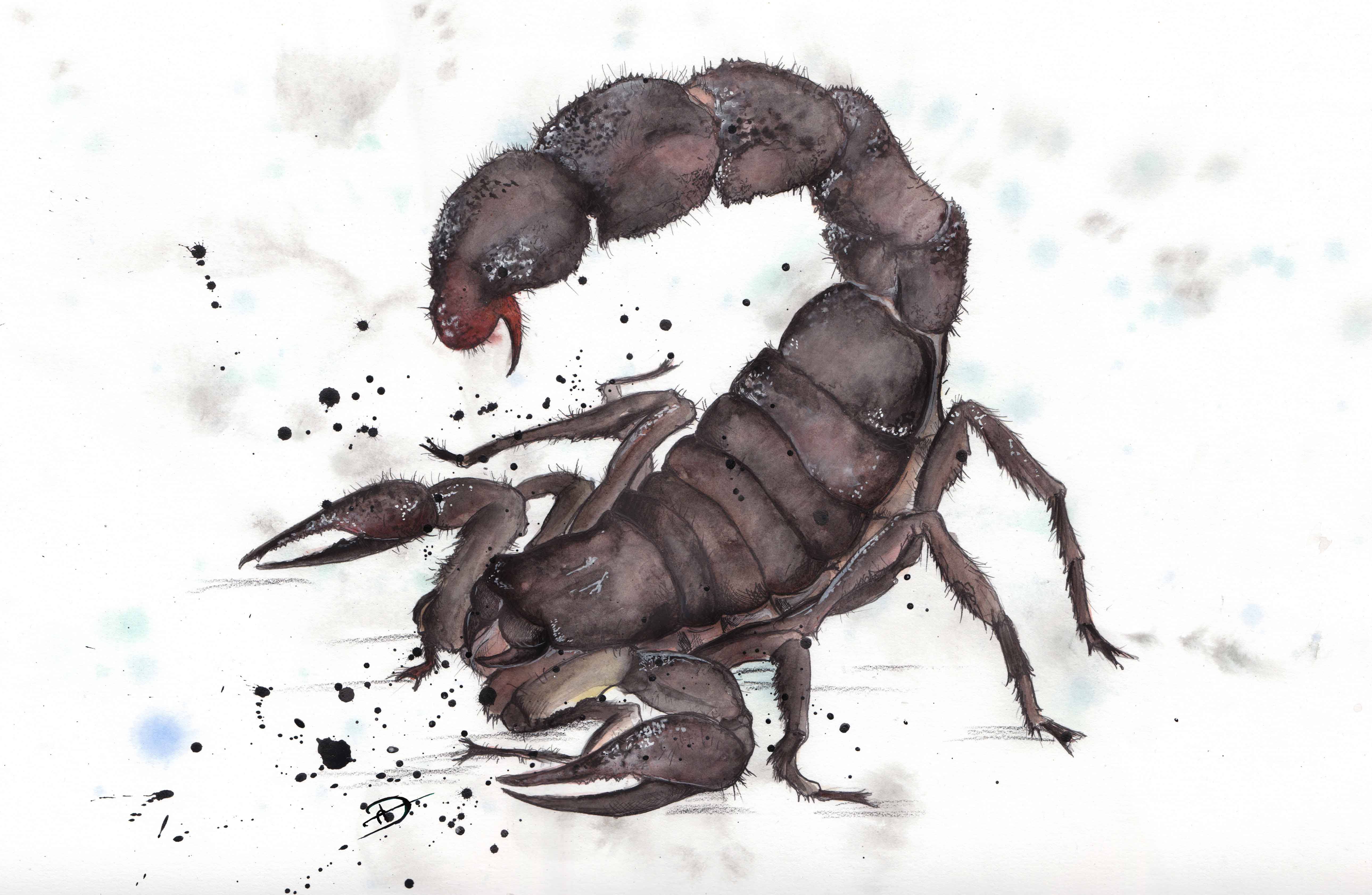 5156x3365 Scorpion! Daltonsart - Scorpion Painting