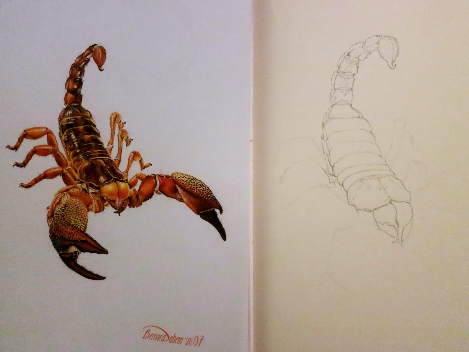 1600x1200 Sweet Dea Drawings Paris Sketches - Scorpion Painting