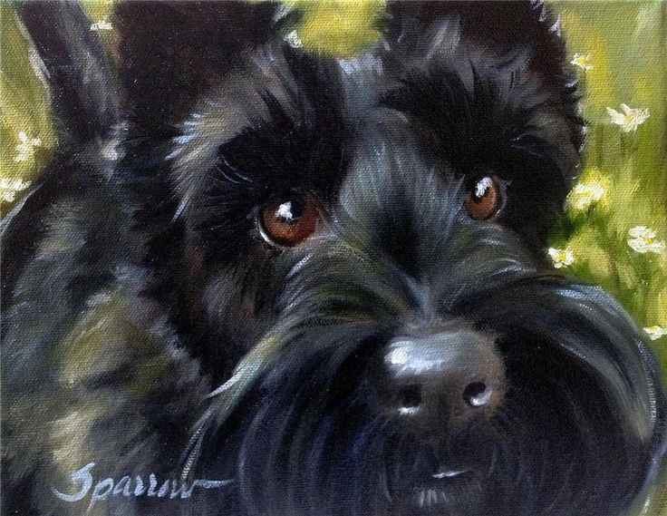 736x569 Sparrow Scottie Dog Scottish Terrier Painting Portrait Art Oil Pet - Scottish Terrier Painting