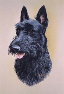 274x400 Scottish Terrier Head Study Print Rmdh132 - Scottish Terrier Painting