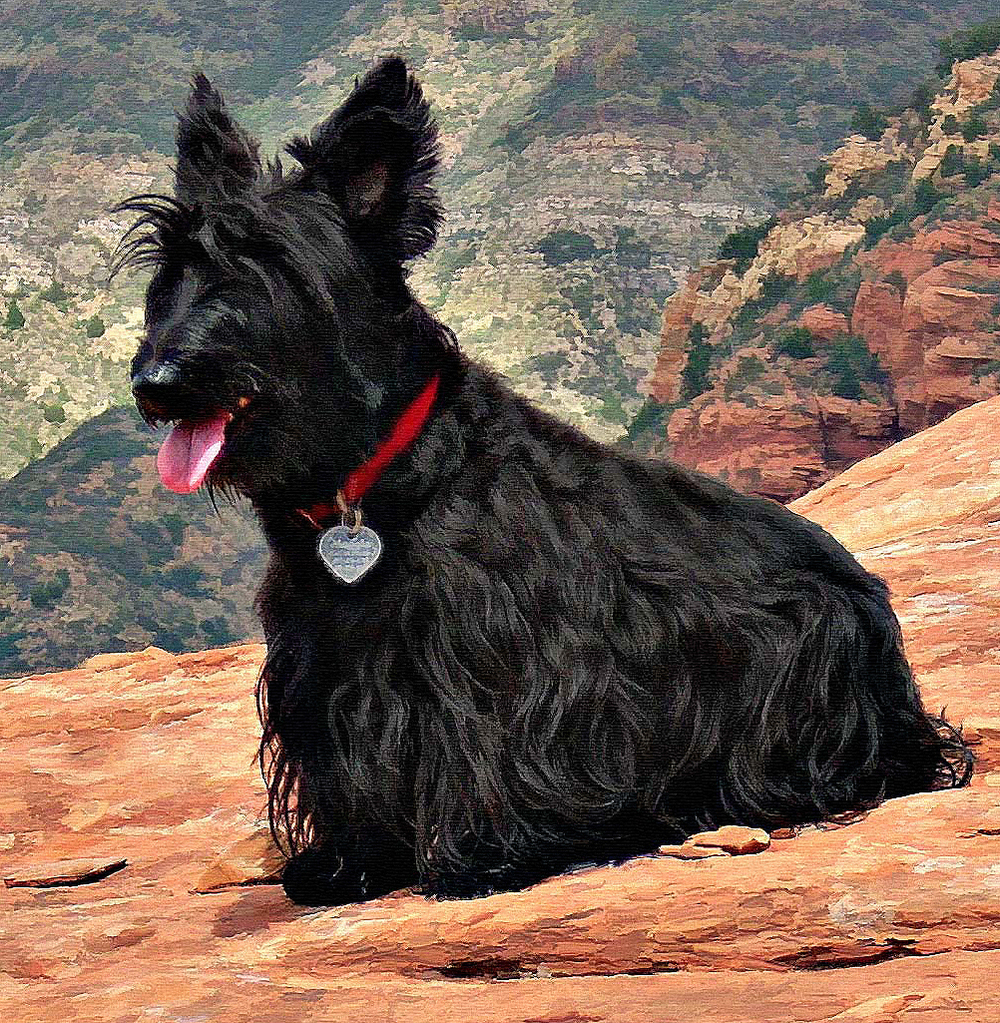 1000x1023 Scottish Terrier Painting - Scottish Terrier Painting